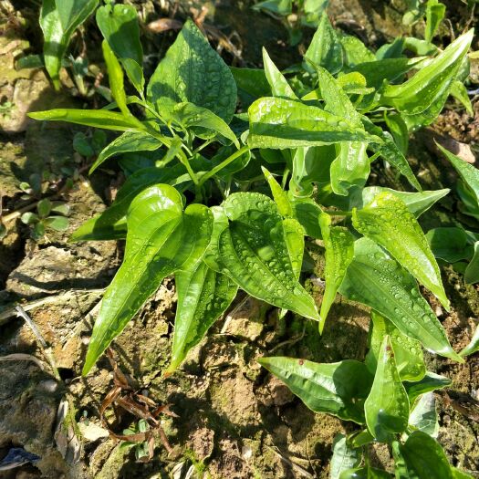 兴业县百部种子 广西对叶百部种苗