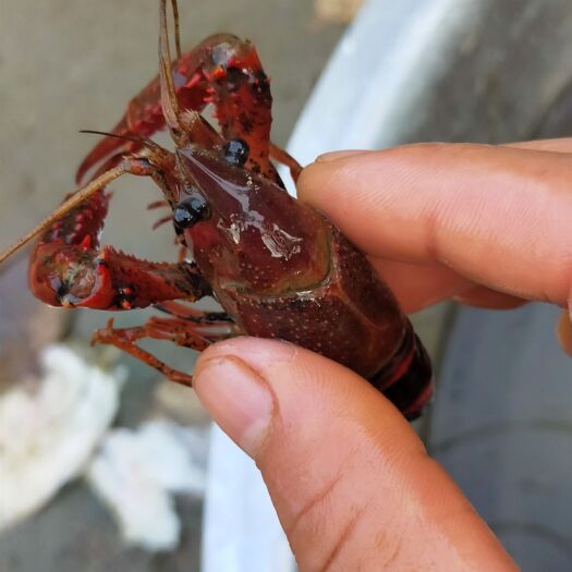 扶沟县青红虾 正中饲养，