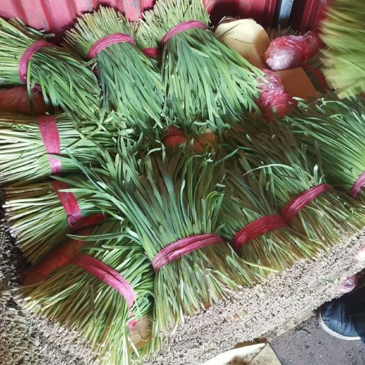 乐亭县 大叶头茬棚韭菜大量上市