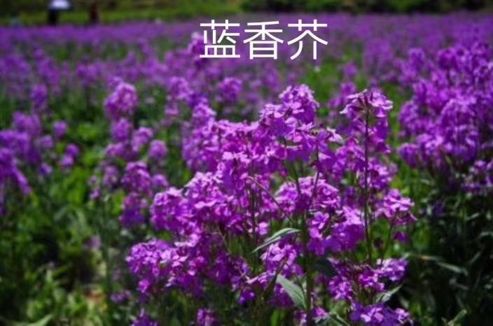 郓城县蓝香芥种子 蓝香芥紫色花海
