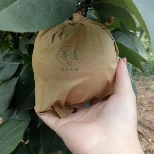 许昌丰水梨 95mm以上 450-500g