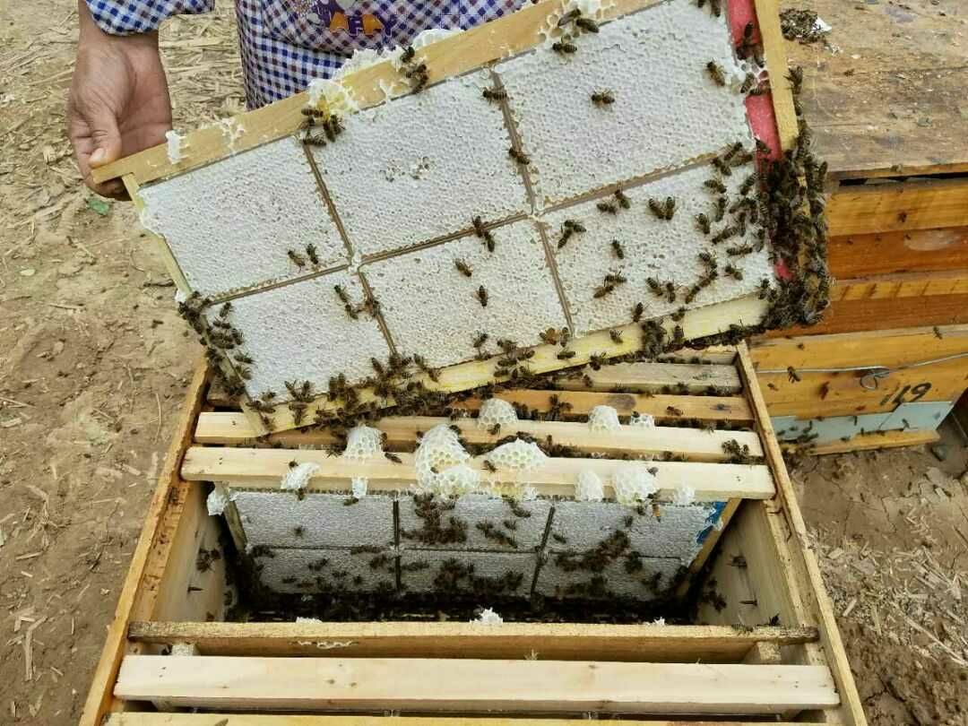  蜂巢蜜新鲜1斤装蜂蜜天然农家自产自销嚼着吃的蜂蜜