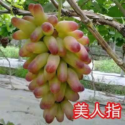 平邑县美人指葡萄苗 苗圃直供，现挖现发，保证成活，免费技术指导。