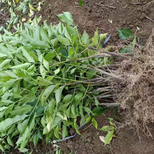 瑞昌市 星安中花吴茱萸苗高产量，高品质