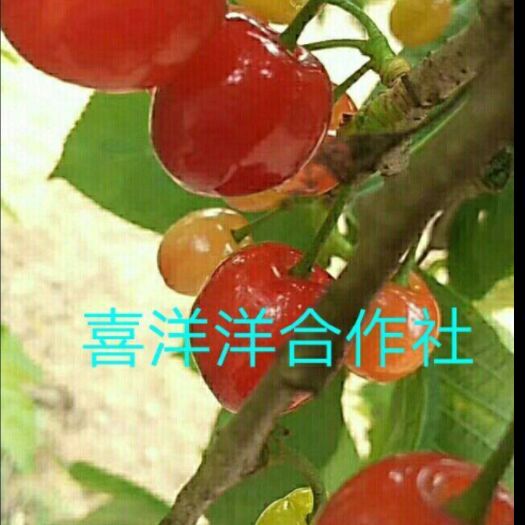 大方县玛瑙红樱桃树苗 大果樱桃，玛瑙红，车厘子，红灯，俄八，美早