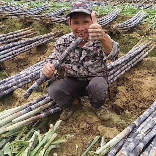博白县纯正宗广西甘蔗基地直销，粗大包甜，口感好甜，一次合作终身朋友