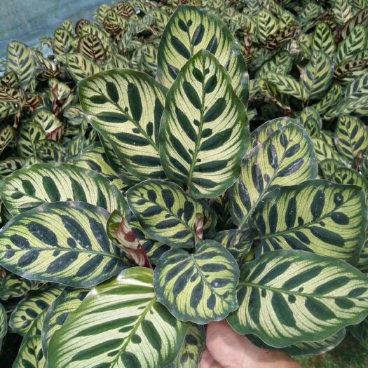漳平市 精品孔雀竹芋