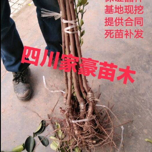 青李子苗  青脆李子苗 基地现挖现发保证品种品质量大从优可以