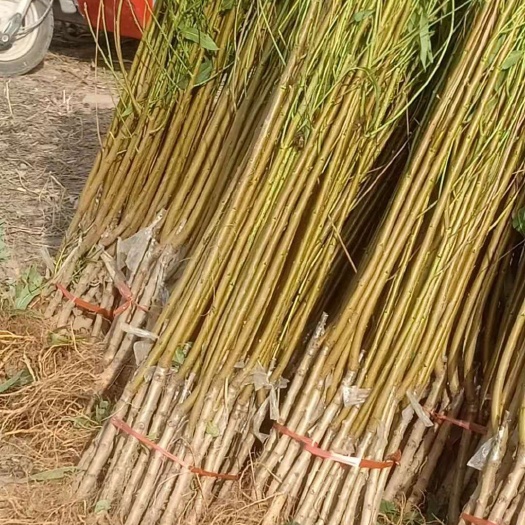 平邑县沂蒙霜红1号苗 沂蒙霜红