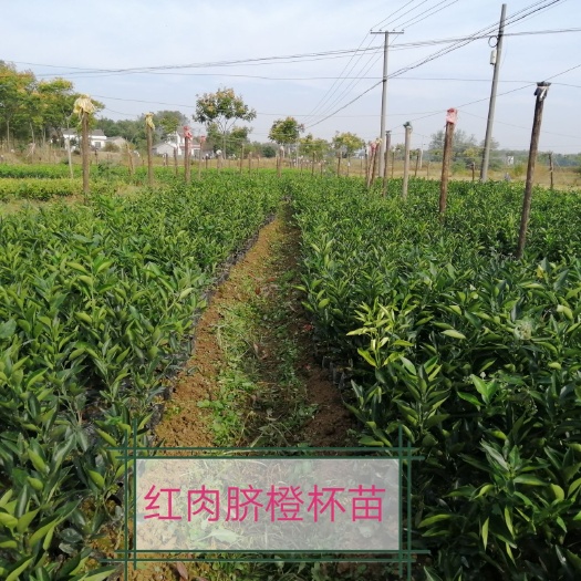 松滋市赣南脐橙苗  红肉脐橙杯苗
