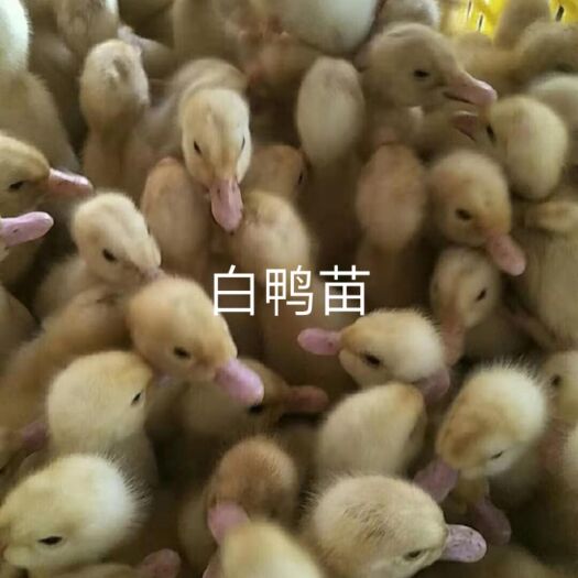 高州市 白鸭苗
