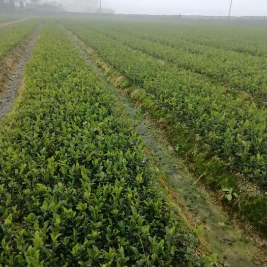 攸县油茶苗