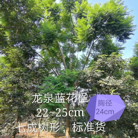 成都 长期走货18~25公分，结识全国蓝花楹朋友