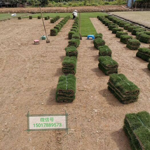 东莞市草  大量出售卷.草块.大叶油草
