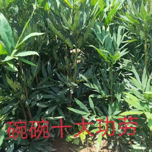 周至县十大功劳