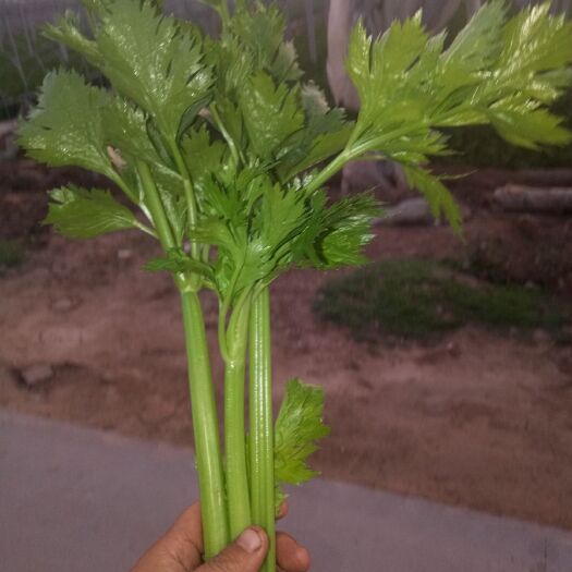 金乡县西芹，量大，