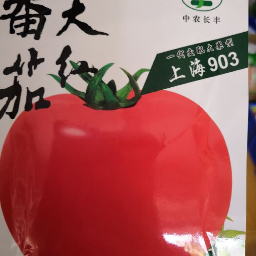 武汉西红柿种子  大红番茄种子上海903番茄种子