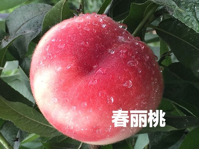 砀山县毛桃苗 春丽桃，六月上旬成熟，包品种，包成活。