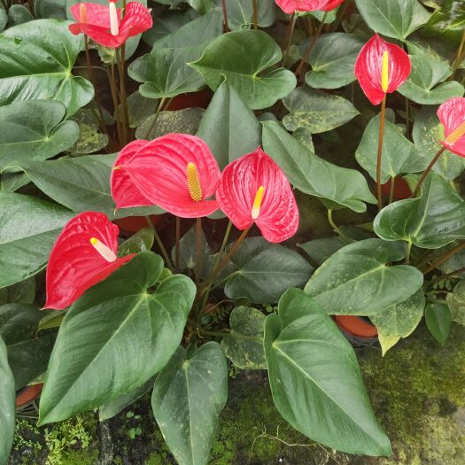 漳平市 红掌盆花