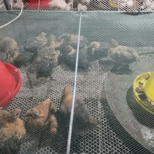 沭阳县 乌鸡苗