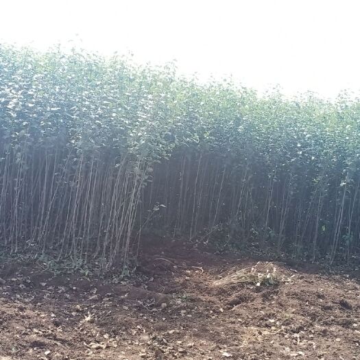昭通红露苹果苗 苹果树