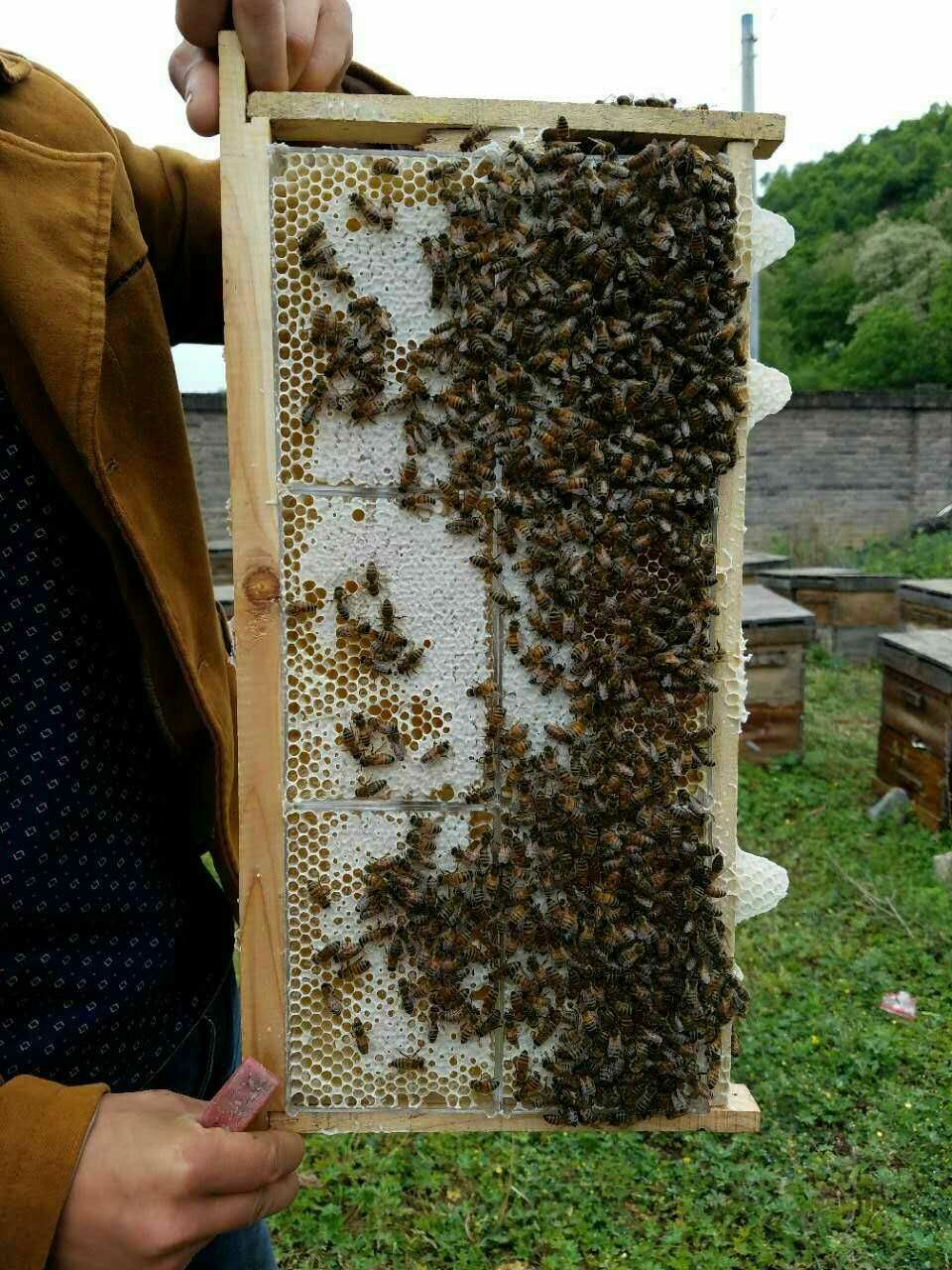  蜂巢蜜新鲜1斤装蜂蜜天然农家自产自销嚼着吃的蜂蜜