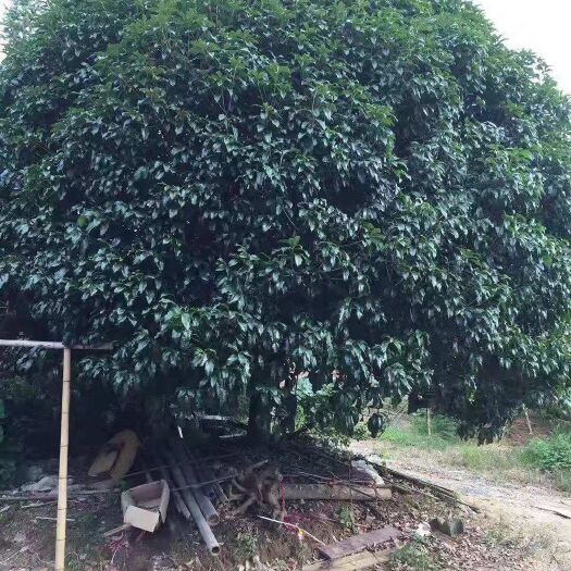 桂林八月桂，米径25公分，树杆一米以上