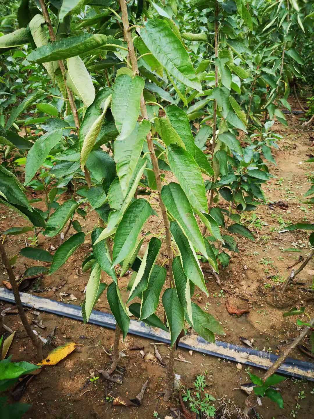 俄罗斯8号樱桃苗子