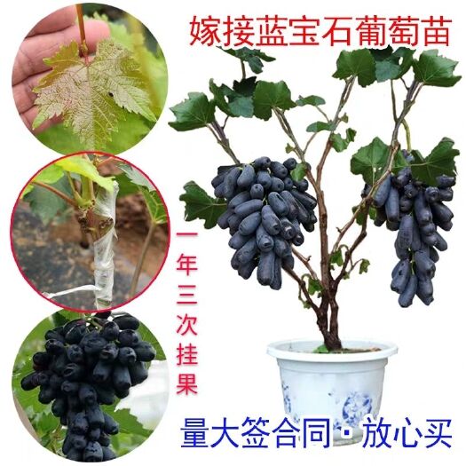 平邑县 甜蜜 蓝宝石葡萄苗  果实香甜可口  南北方盆栽地栽