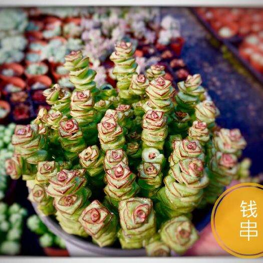 都江堰市七彩多肉 萌哒哒