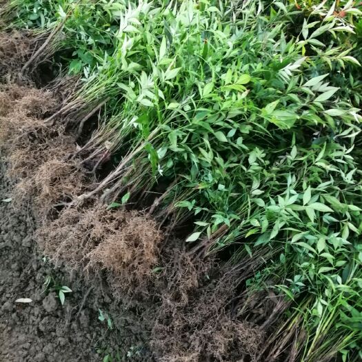 宜兴市南天竹  绿化带工程苗子，色块块，基地直销地头上车