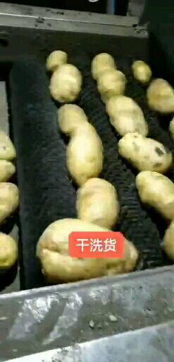 呼伦贝尔兴佳2号土豆 3两以上