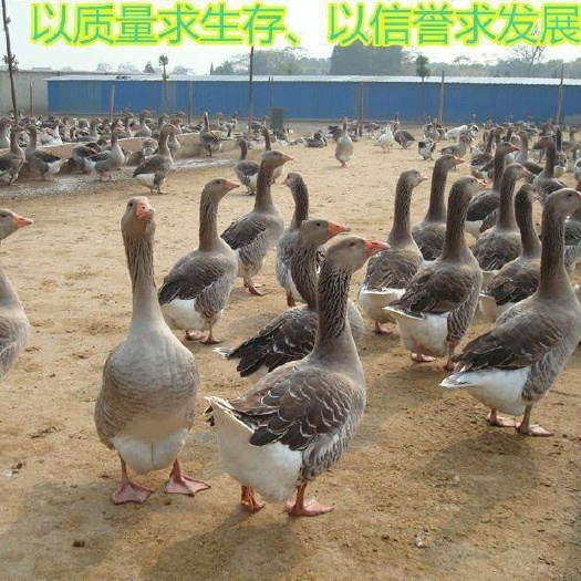 南宁鹅苗，郎德鹅苗