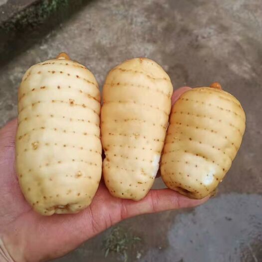 大关县 新鲜乌天麻