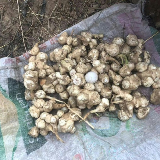 广宗县 大量鲜洋姜出售，品质有保证，