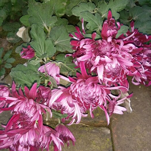 滑县彩菊花苗 菊花，金边大红。紫红