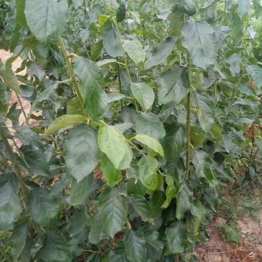 夏县 优质早熟李子树苗大量供应