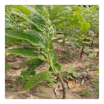 大红袍板栗苗 板栗苗