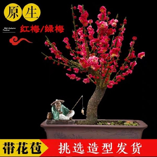  腊梅花盆栽南北适种