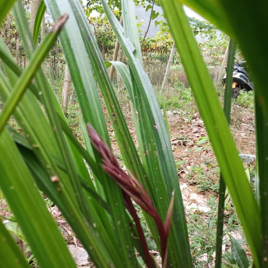永福县寒兰 裸根不带土
