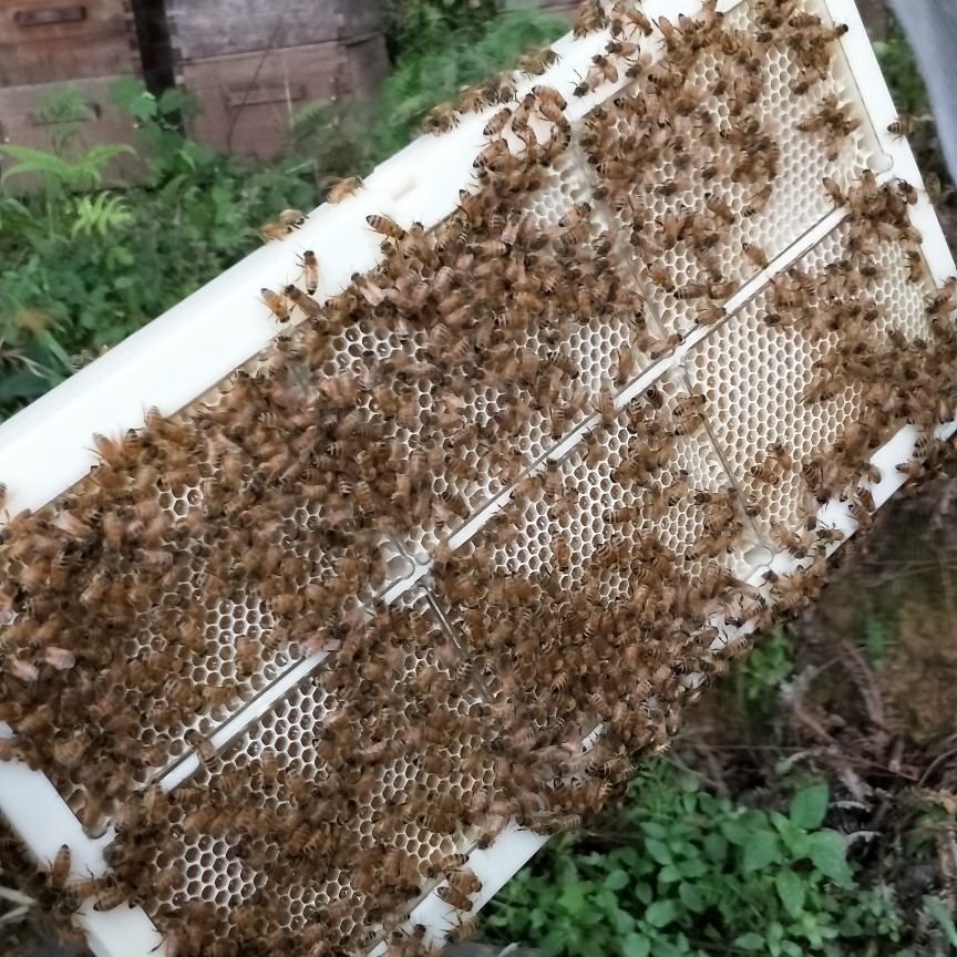  蜂巢蜜新鲜1斤装蜂蜜天然农家自产自销嚼着吃的蜂蜜