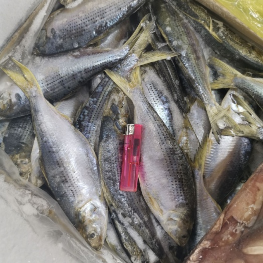 大连海鲫鱼  鳞鲫0.2斤每条