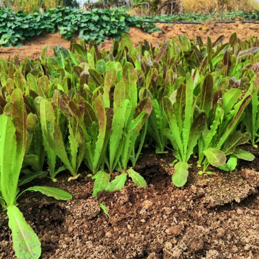 莆田莴笋苗 红叶绿心 品质优良 (福建省内可以优惠)