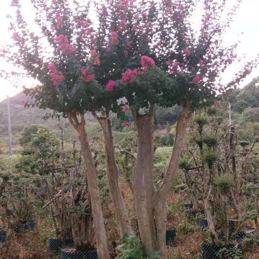 九江 移植高档红花紫薇，欢迎采购。