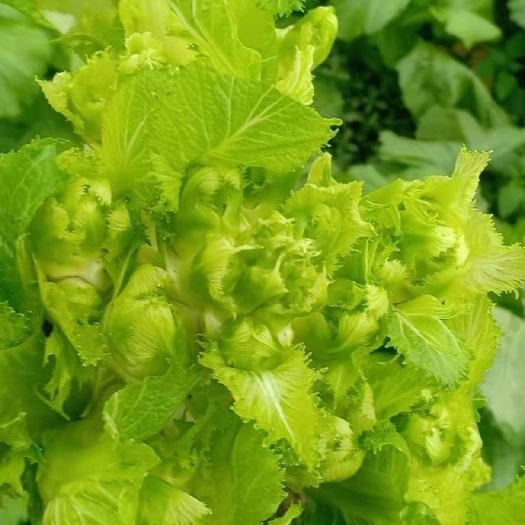 遂宁 四川儿菜大量供应