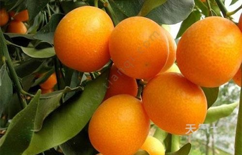 平邑县油皮金桔苗 苗圃直供，现挖现发，保证品种和成活。免费技术指导
