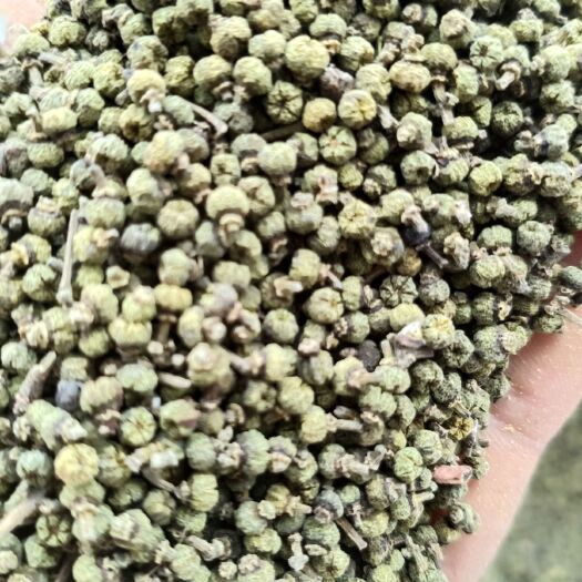 沅江市吴茱萸