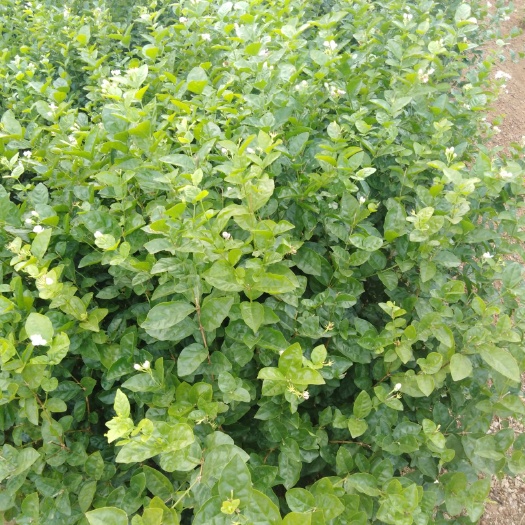 横州市茉莉花苗 广西横县产地直邮，茉莉花地栽苗，窝苗，杯苗，枝条
