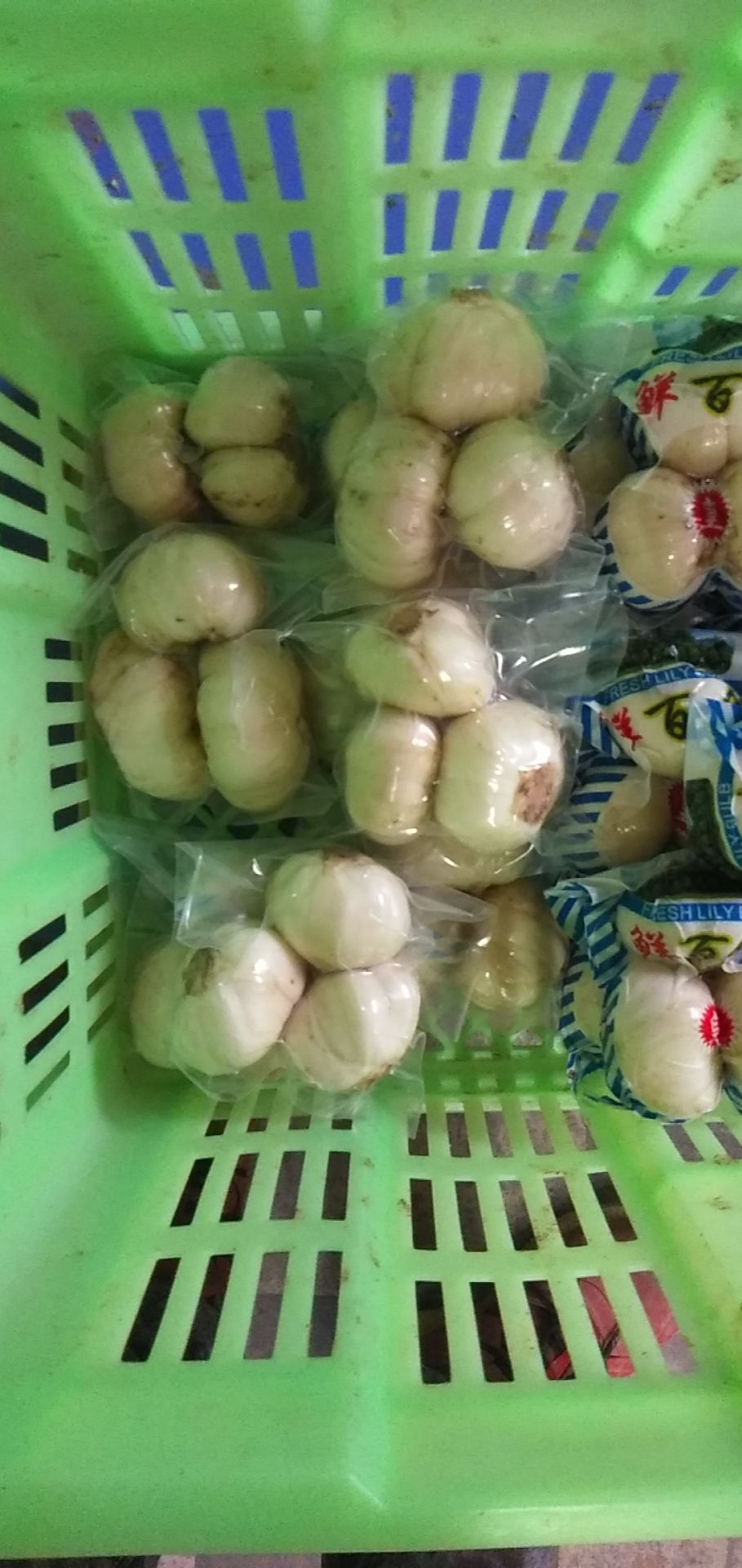  兰州鲜百合三头皇