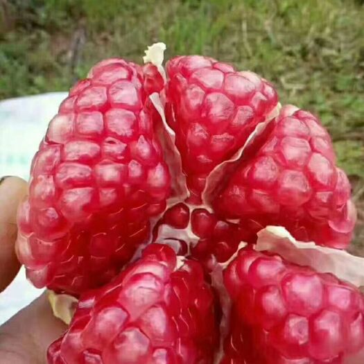 枣庄 枣庄大马牙石榴